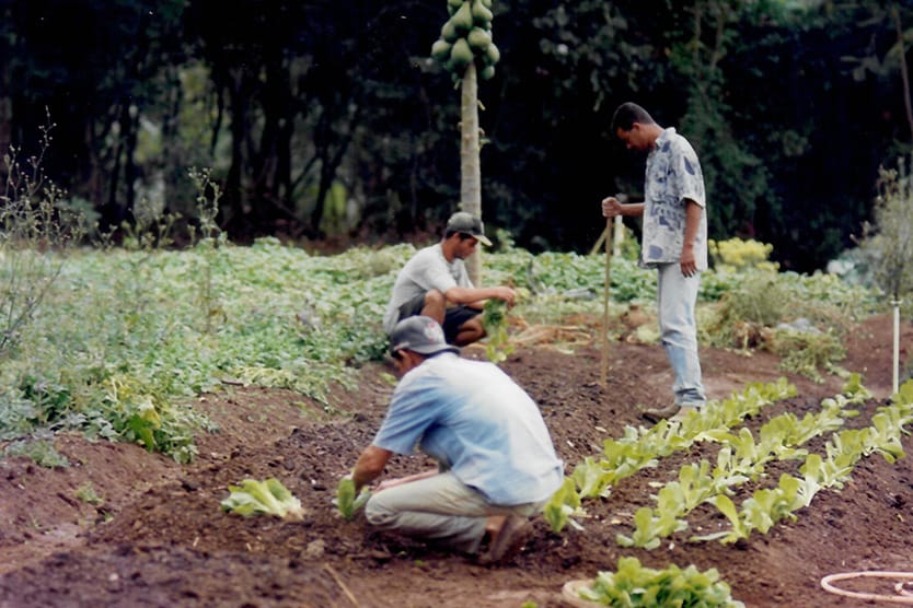 Implantação do setor de agropecuária