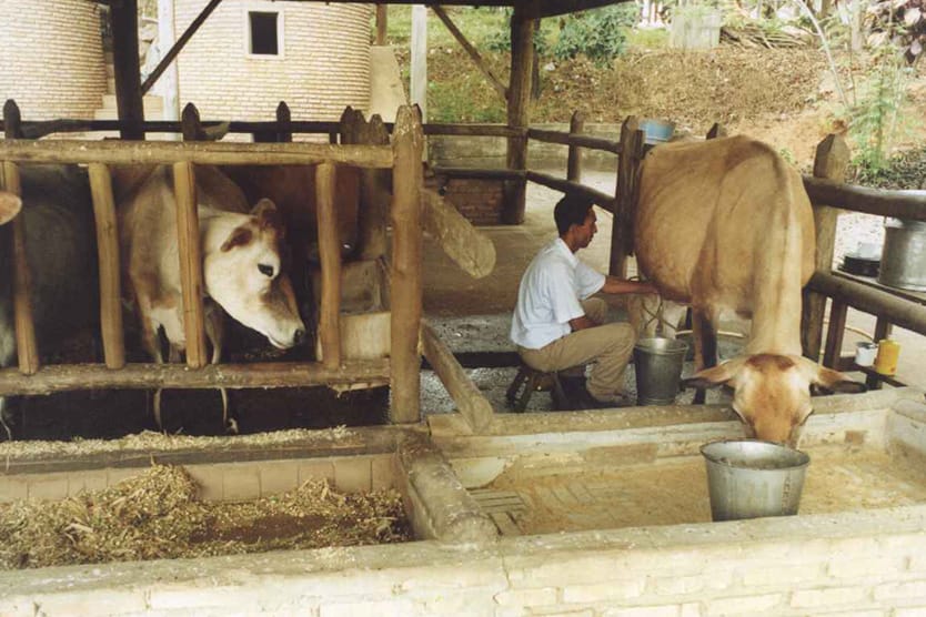 Implantação do setor de agropecuária