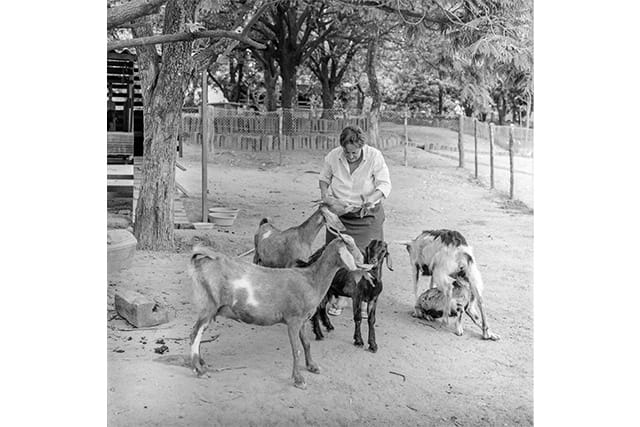 Implantação do setor de agropecuária