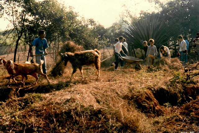 Implantação do setor de agropecuária